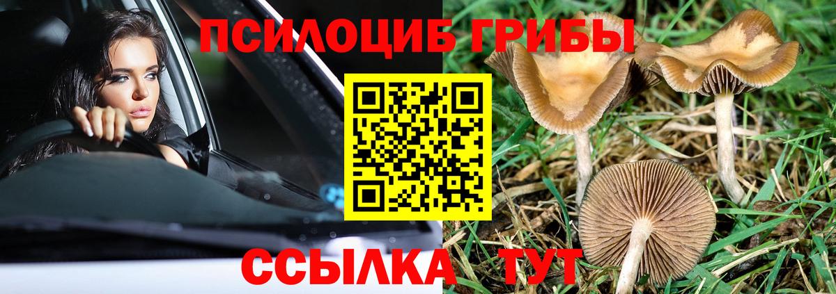Камышлов  Псилоцибиновые грибы Psilocybe  как найти наркотики  Вход с VPN 